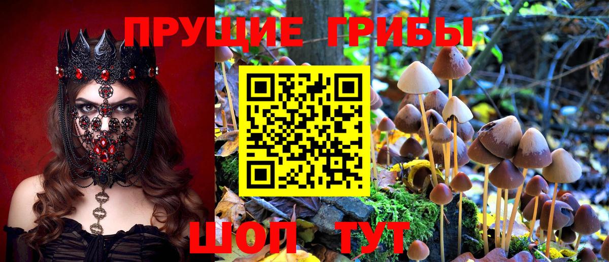 Галлюциногенные грибы Psilocybine cubensis Гай